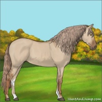 Horse Color:Red Dun 