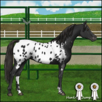 Horse Color:Gray Liver Chestnut Appaloosa 