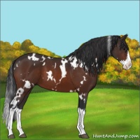 Horse Color:White Spotted Bay Sabino Splash