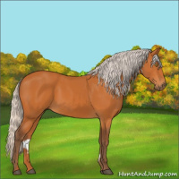 Horse Color:Silver Buckskin 