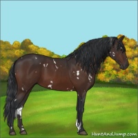 Horse Color:White Spotted Brown 