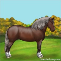 Horse Color:Silver Brown 