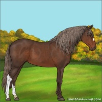 Horse Color:Liver Chestnut