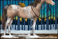Horse Color:Amber Champagne Sabino Tobiano Appaloosa and Amber Champagne Sabino Tobiano Appaloosa