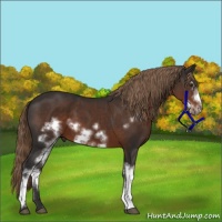 Horse Color:White Spotted Liver Chestnut Frame