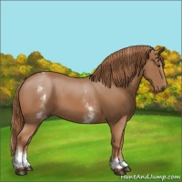 Horse Color:White Spotted Chestnut 