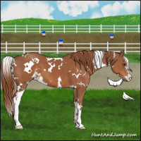 Horse Color:White Spotted Chestnut Sabino
