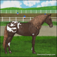 Horse Color:Liver Chestnut Appaloosa 