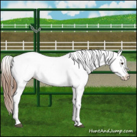 Horse Color:Chestnut Splash Appaloosa 