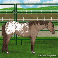Horse Color:Liver Red Dun Appaloosa 