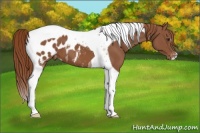 Horse Color:Chestnut Tobiano Blanket 