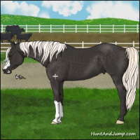 Horse Color:Liver Chestnut Mushroom 