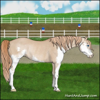 Horse Color:Red Dun Splash Rabicano