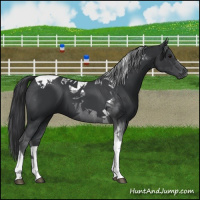Horse Color:Black Tobiano 