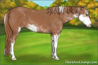 Horse Color:Chestnut Sabino 