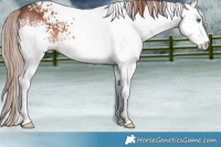 Horse Color:White Spotted Liver Chestnut Sabino Splash 