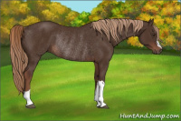 Horse Color:Liver Chestnut Rabicano 