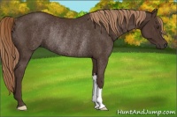 Horse Color:Liver Chestnut Rabicano 