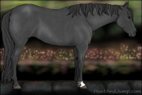 Horse Color:Blue Roan 