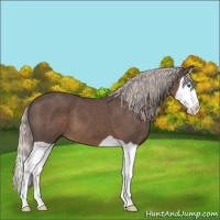 Horse Color:Silver Black Splash 