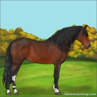 Horse Color:Brown 