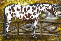 Horse Color:Bay Appaloosa
