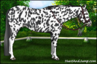 Horse Color:Black Appaloosa