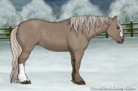 Horse Color:Silver Grullo
