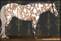 Horse Color:Silver Bay Dun Near Leopard 