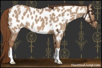 Horse Color:Red Dun Near Leopard 