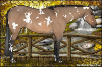 Horse Color:White Spotted Brown Dun