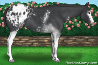 Horse Color:White Spotted Blue Roan Appaloosa 