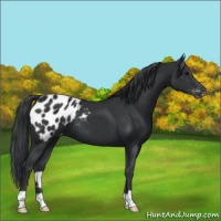 Horse Color:Black Appaloosa 
