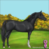 Horse Color:Black 