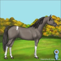 Horse Color:Grullo Tobiano Appaloosa