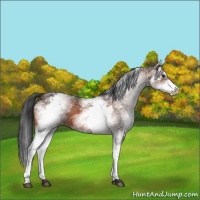 Horse Color:White Spotted Brown 