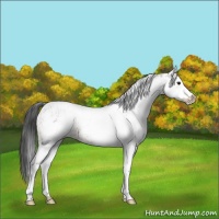 Horse Color:White Spotted Bay Appaloosa Rabicano 