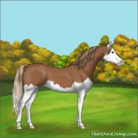 Horse Color:Chestnut Splash 