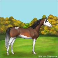 Horse Color:Bay Splash Appaloosa