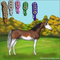 Horse Color:Bay Splash 