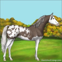 Horse Color:Silver Black Splash Appaloosa