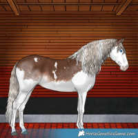 Horse Color:White Spotted Liver Chestnut Splash Rabicano