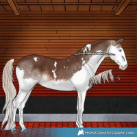 Horse Color:White Spotted Liver Chestnut Splash Rabicano 