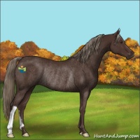 Horse Color:Liver Chestnut Rabicano 