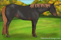 Horse Color:Liver Chestnut Rabicano 