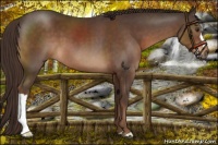 Horse Color:Liver Chestnut 