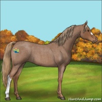 Horse Color:Red Roan 