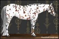 Horse Color:Bay Leopard