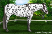 Horse Color:Smoky Black Near Leopard  and Black Near Leopard 