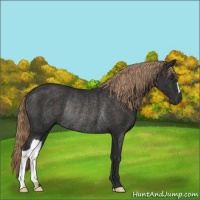 Horse Color:Liver Chestnut Rabicano 